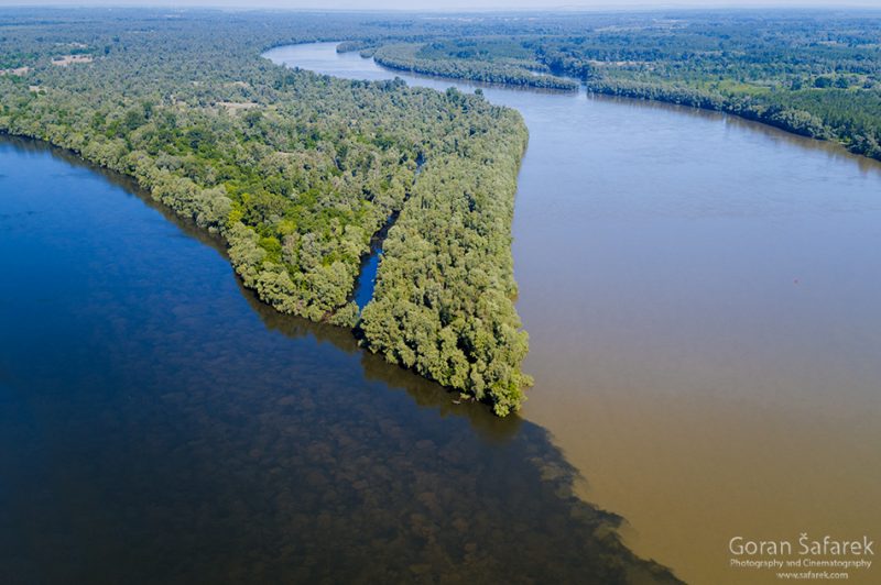 Drava, Danube, confluence, kopački rit, floodplain, forest