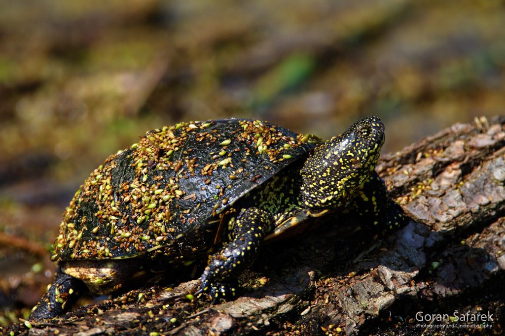 danube, floodplain, river, croatia, forest, turtle, reptiles, basking, wildlife