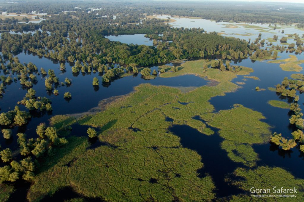 danube, floodplain, river, croatia, forest, flood