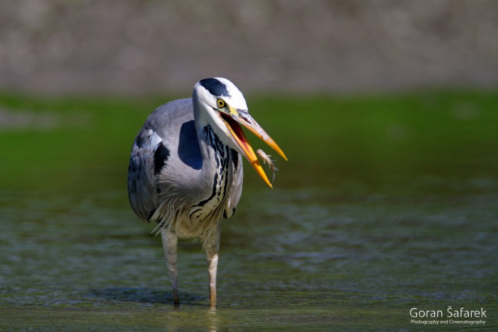 grey heron, birds, anmals, wildlife, danube, floodplain, river, croatia, forest