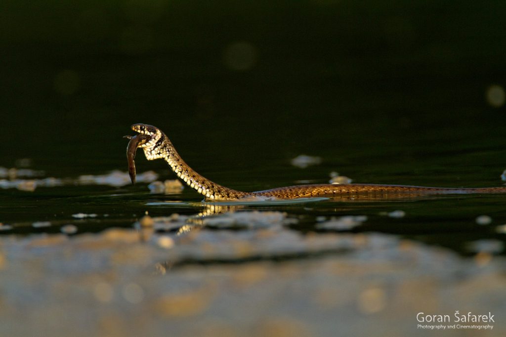 grass snake, natrix natrix, prey, hunt, kopački rit, danube, river, floodplain