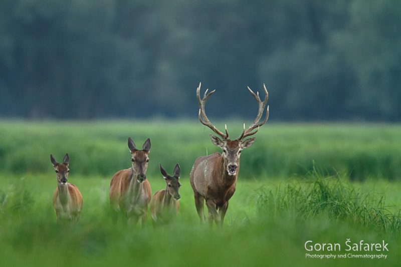 deer, animals, wildlife, danube, floodplain, river, croatia, forest