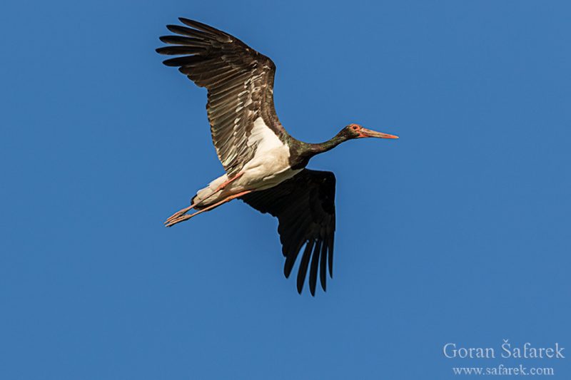  kopački rit, danube, river, floodplain, black stork, ciconia nigra