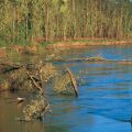 river,erosion,drava,energy,dynamics, topple,tree