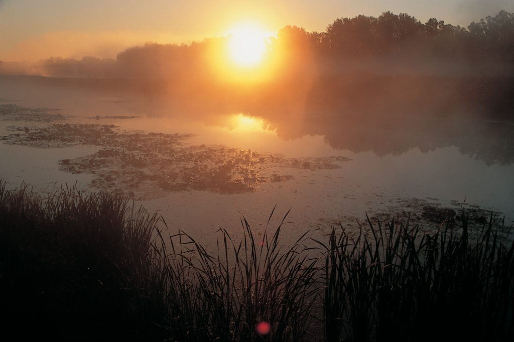 oxbow lake, backwatermarsh,wetland