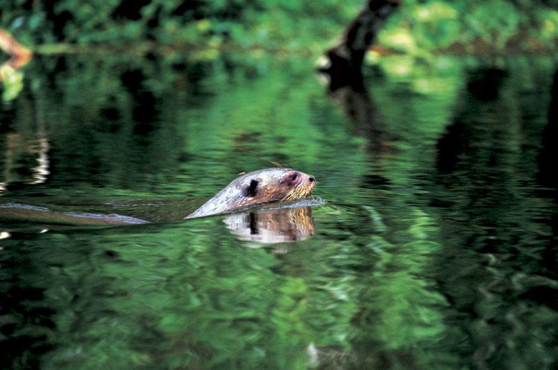 Giant otters, Pteronura brasiliensis