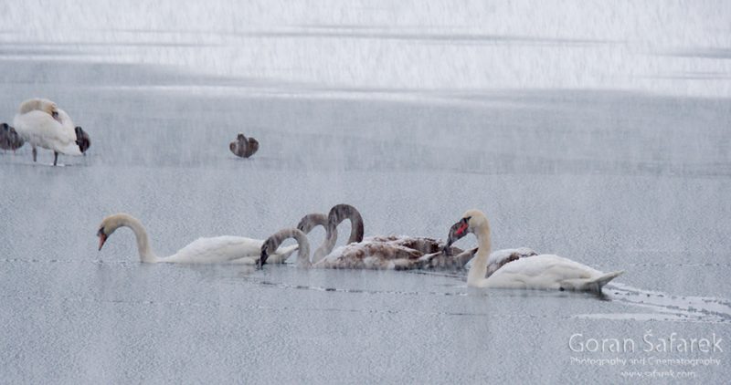 birds, winter, lake, ice, snow, cold, backwaters, rivers, swan