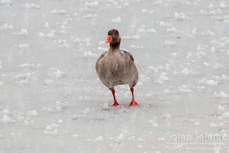 birds, winter, lake, ice, snow, cold, backwaters, rivers, goose