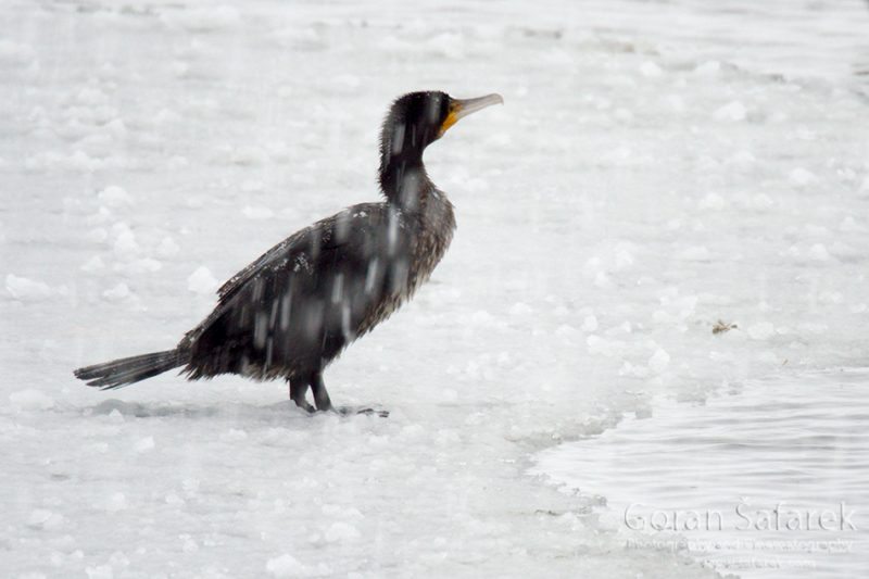 birds, winter, lake, ice, snow, cold, backwaters, rivers, cormorant