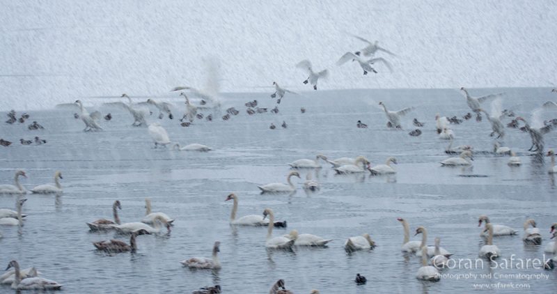 birds, winter, lake, ice, snow, cold, backeaters, rivers, swan