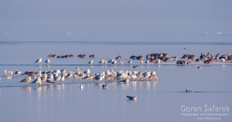 wintering, birds, rivers, ice, cold, snow, gulls