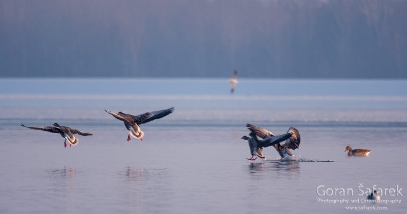 wintering, birds, rivers, ice, cold, snow, geese