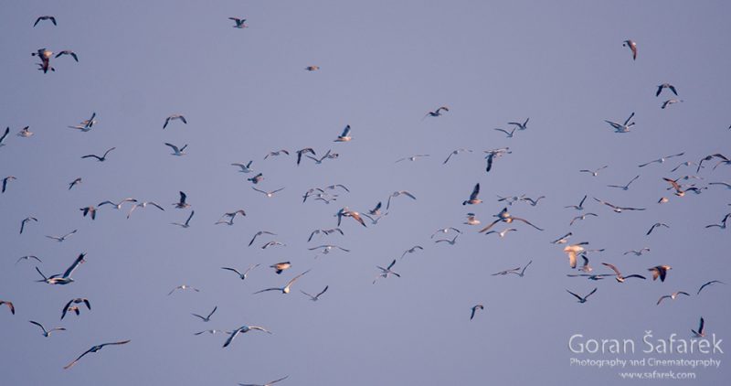 gulls