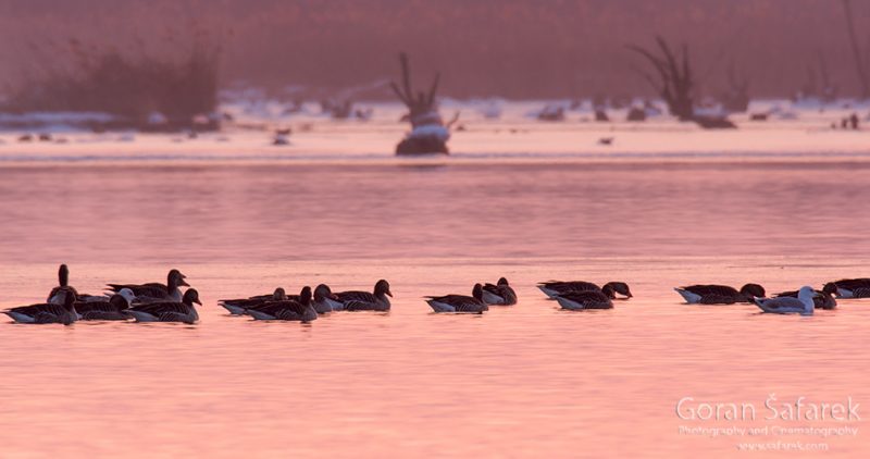 wintering, birds, rivers, ice, cold, snow, , ducks, sunset