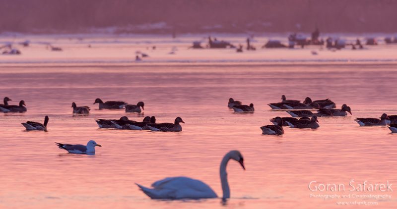 wintering, birds, rivers, ice, cold, snow, , swan