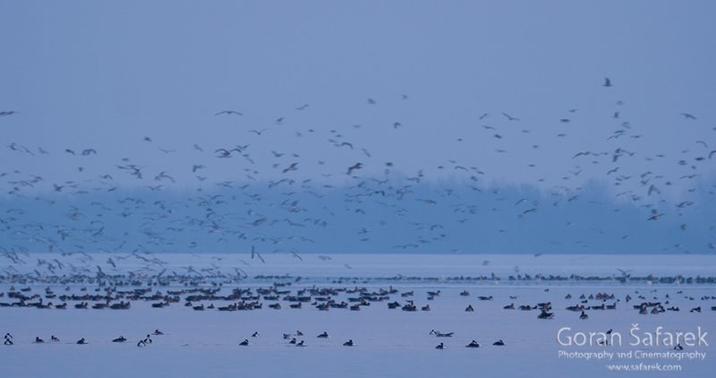 wintering, birds, rivers, ice, cold, snow, twilight, geese, duck, swan