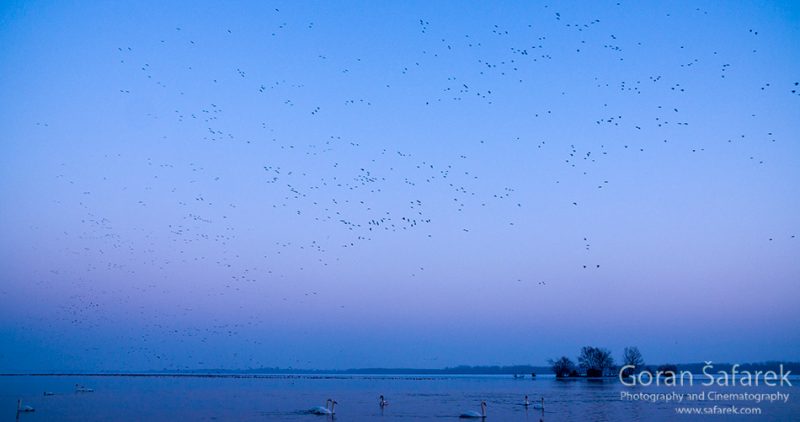 wintering, birds, rivers, ice, cold, snow, , geese, swan