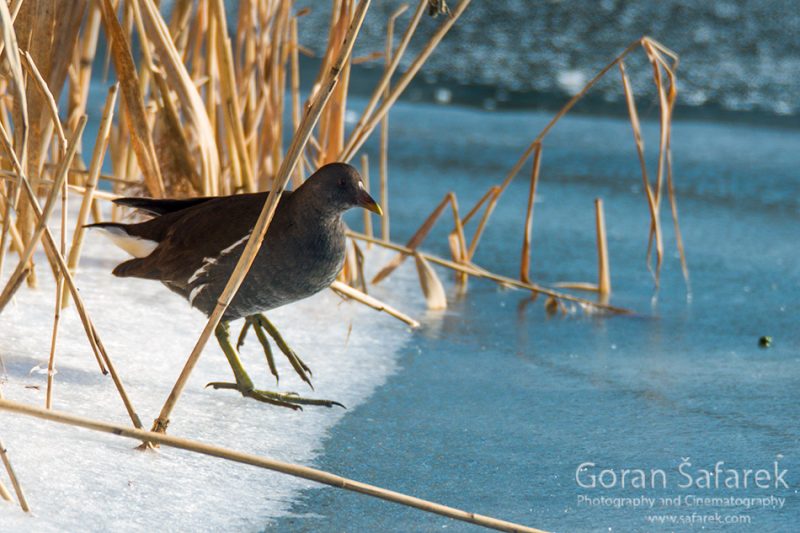 wintering, birds, rivers, ice, cold, snow, , moorhen