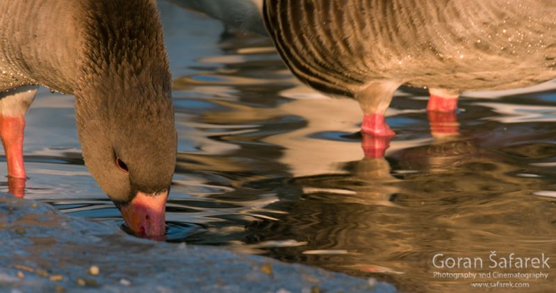 wintering, birds, rivers, ice, cold, snow, geese, goose