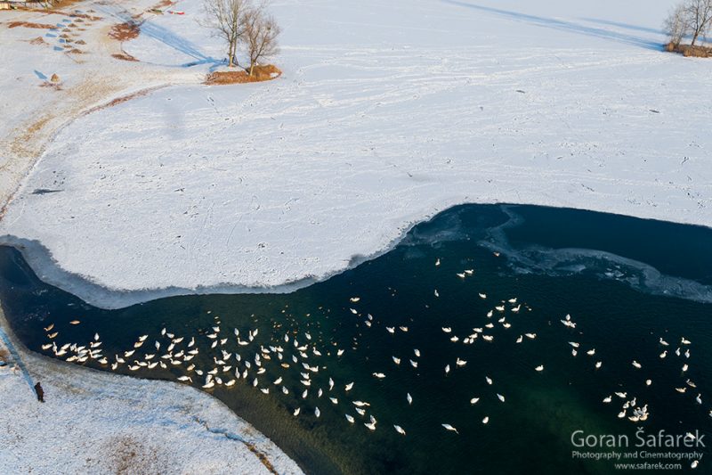 birds, winter, lake, ice, snow, cold, backeaters, rivers, swan, duck, coot