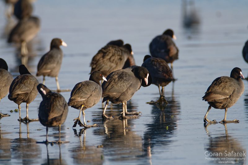 wintering, birds, rivers, ice, cold, snow, coot