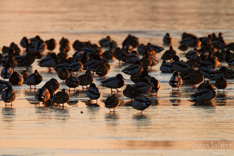 wintering, birds, rivers, ice, cold, snow, coot, duck