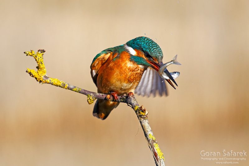 The common kingfisher (Alcedo atthis)