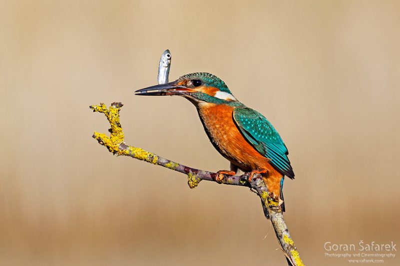 Kingfisher, Alcedo athis, birds, fish, prey, hunt, rivers, steepbank, eroded, high