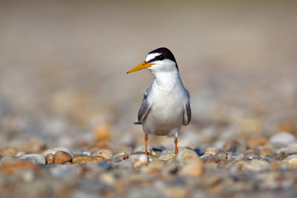 The little tern, Sternula albiforns, breeding, gravel bar, drava
