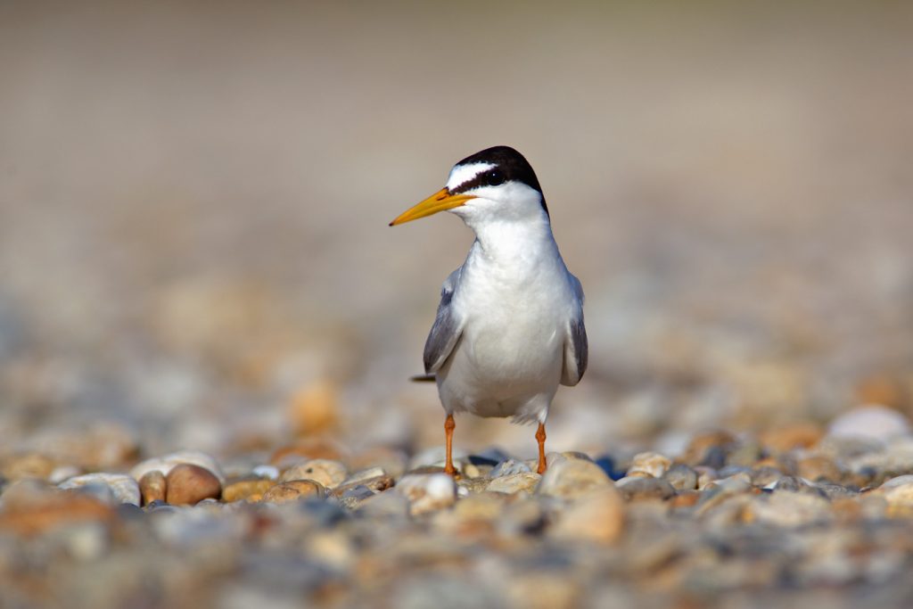 The little tern, Sternula albifrons, river bar, pebble, sediment