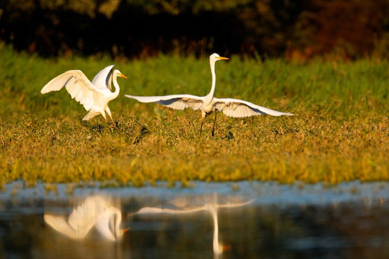 egrets, ecosystem services, rivers, biodiversity