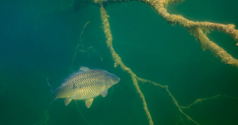 Gallery: Underwater world of European backwaters