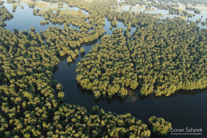 Flooded forests (swamp forests) - World Rivers