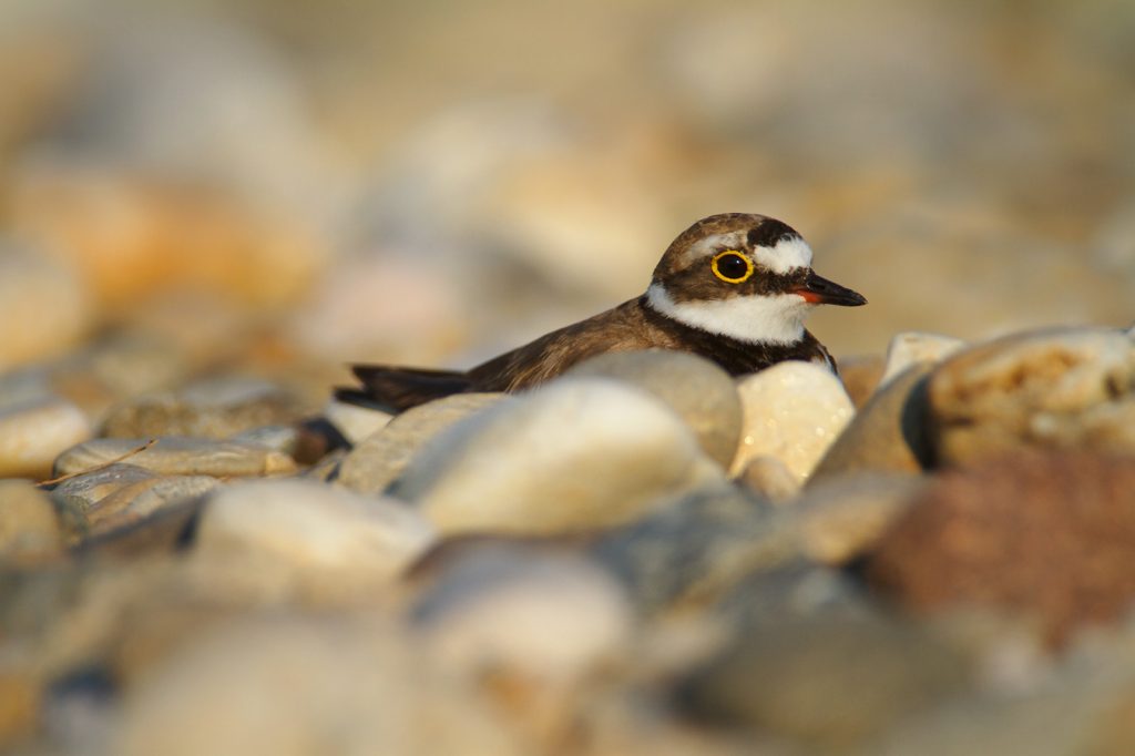 The little ringed plover, Charadrius dubius, nest, nesting, gravel, bar, pebble, river