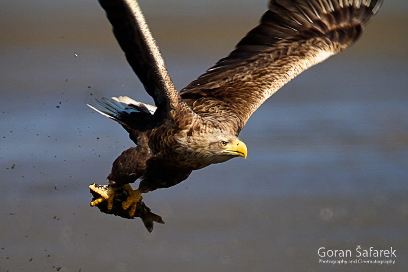 The white-tailed eagle