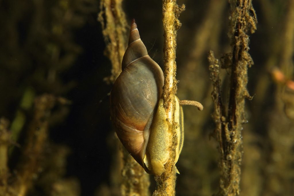underwater, oxbow lake, backwater, diving, freshwater snail