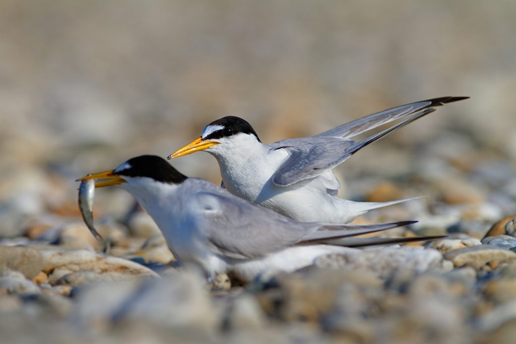 The little tern, Sternula albiforns, breeding, gravel bar, drava