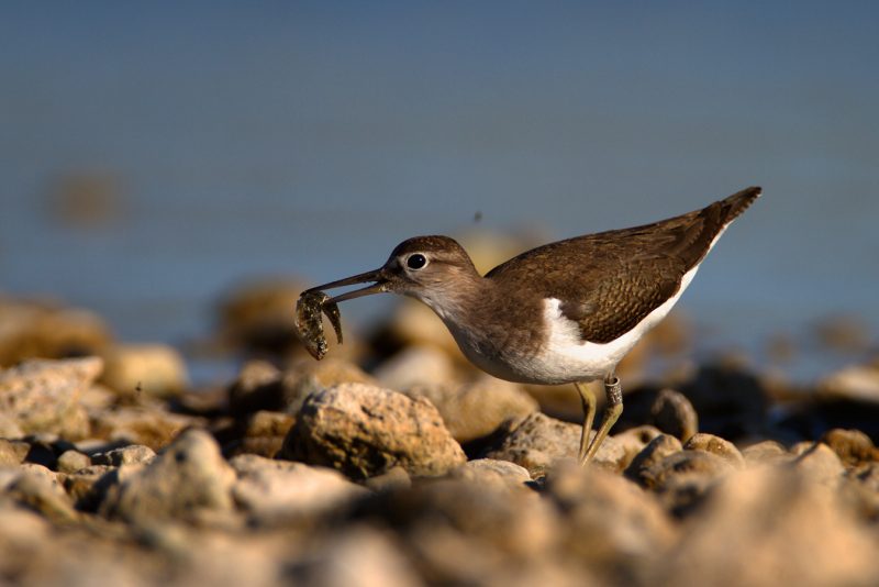 The common sandpiper (Actitis hypoleucos)