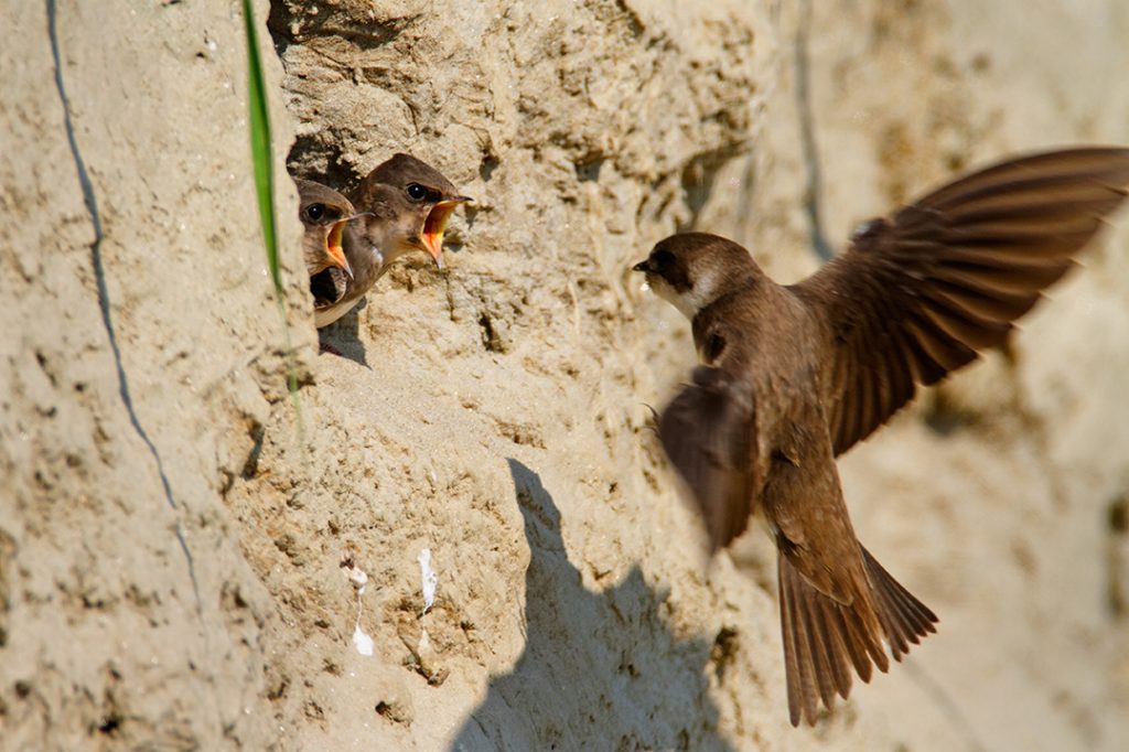 Sandmartin, Riparia riparia, nest, chick, offspring, feeding meal, rivers, steepbank, eroded, high