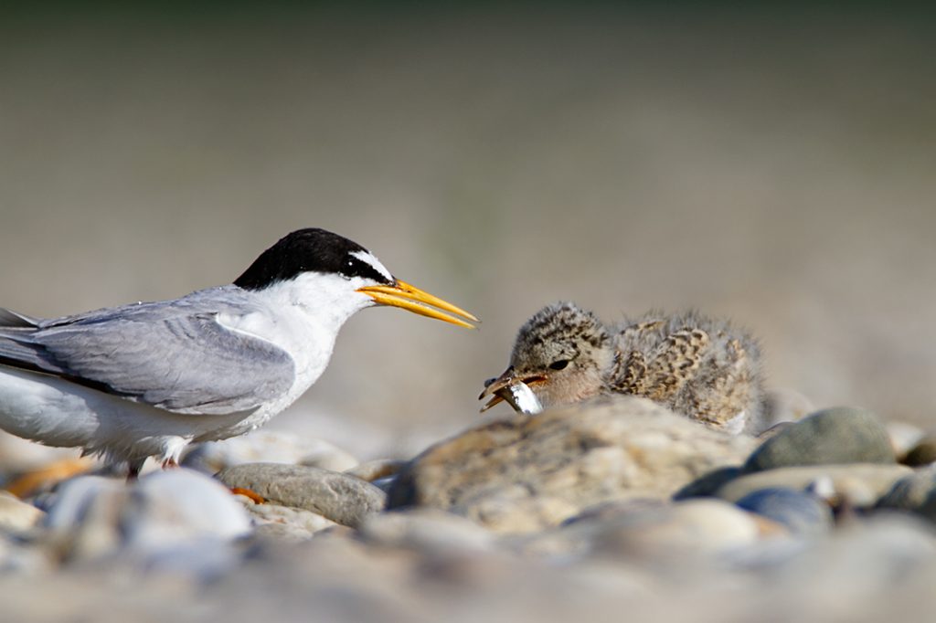 The little tern, Sternula albiforns, breeding, gravel bar, drava