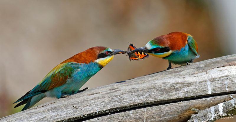 The European bee-eater, Merops apister