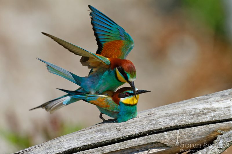 The European bee-eater, Merops apister