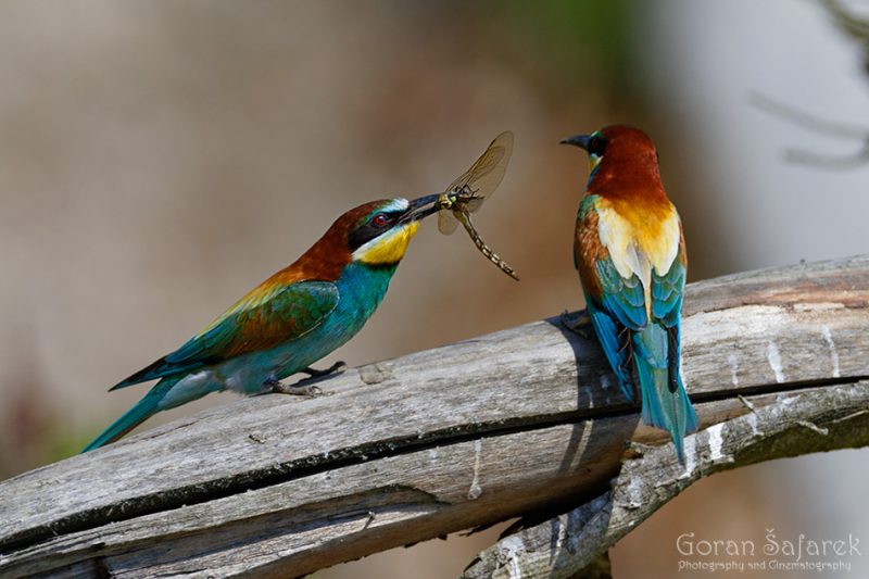  Bee-eater, Merops apisater, courtship, mating, ritual,nuptial gift, rivers, steepbank, eroded, high