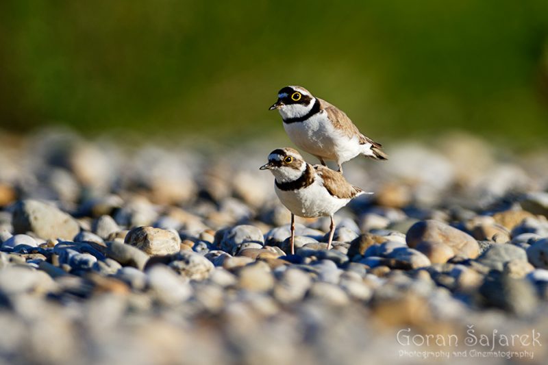 The little ringed plover, Charadrius dubius, nest, nesting, gravel, bar, pebble, river, mating, copulation