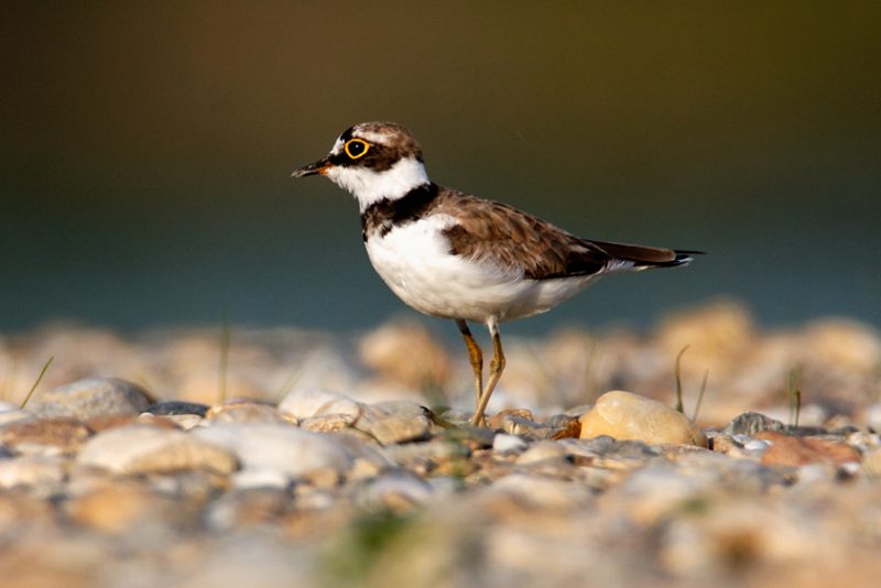 The little ringed plover, Charadrius dubius, nest, nesting, gravel, bar, pebble, river