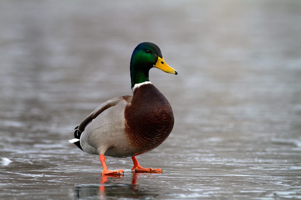 wintering, birds, rivers, ice, cold, snow, duck, mallard