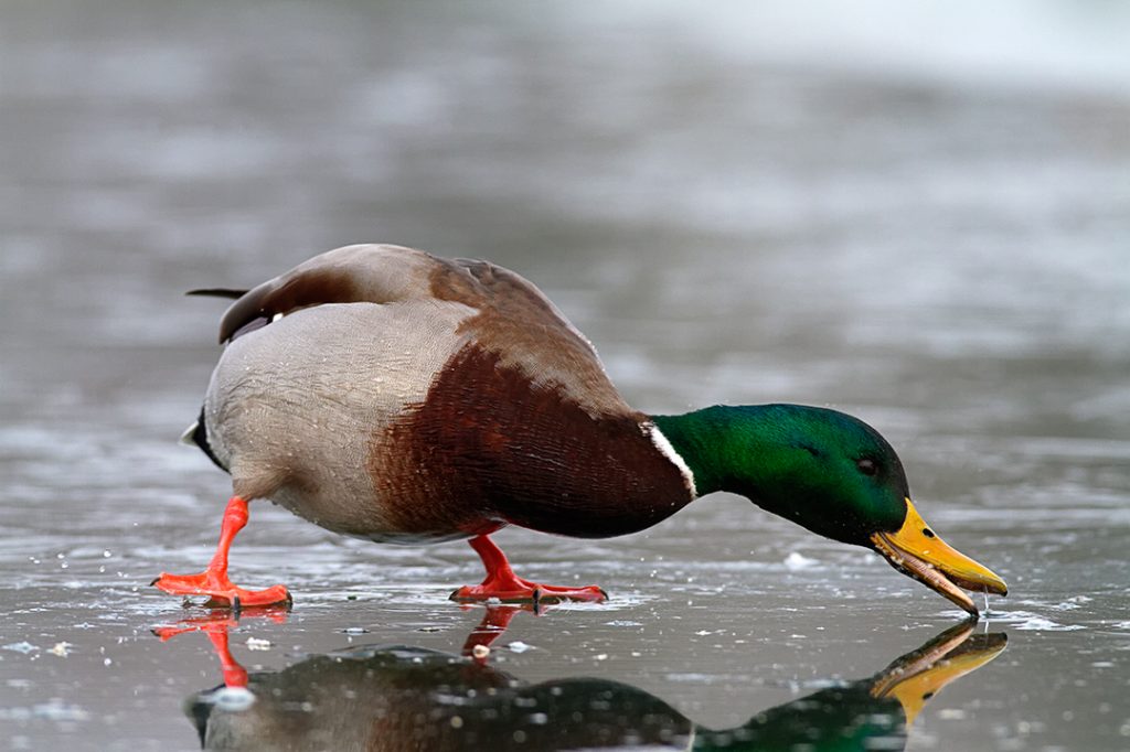 birds, winter, lake, ice, snow, cold, backwaters, rivers, duck, mallard