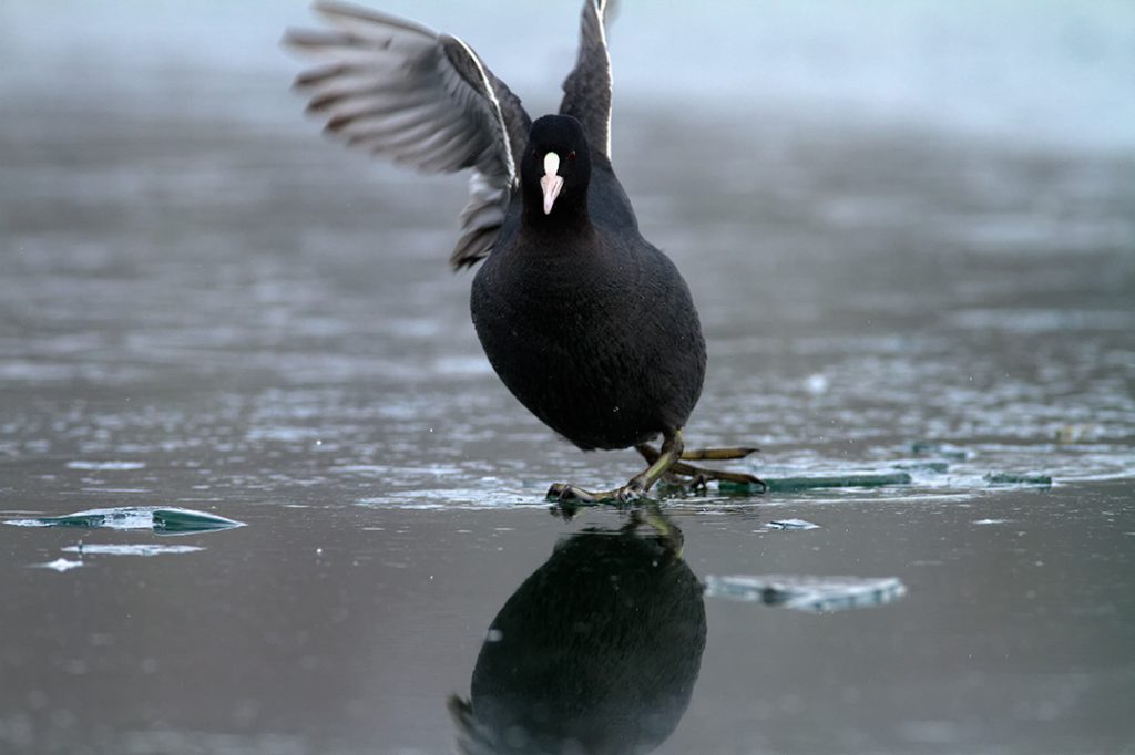 birds, winter, lake, ice, snow, cold, backwaters, rivers, coot