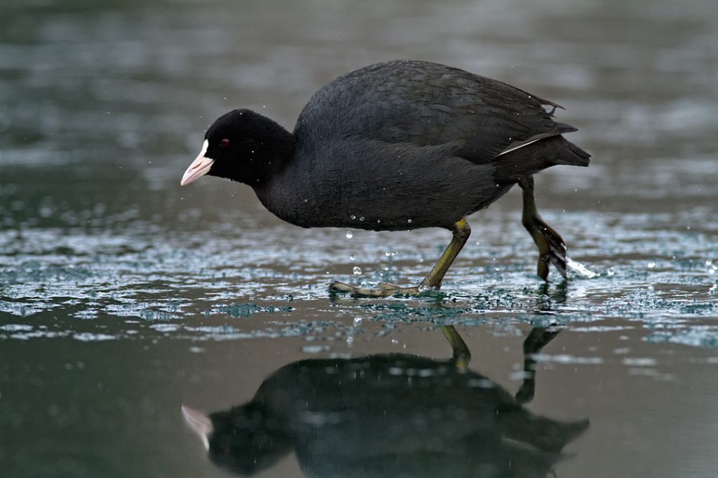 birds, winter, lake, ice, snow, cold, backwaters, rivers,coot