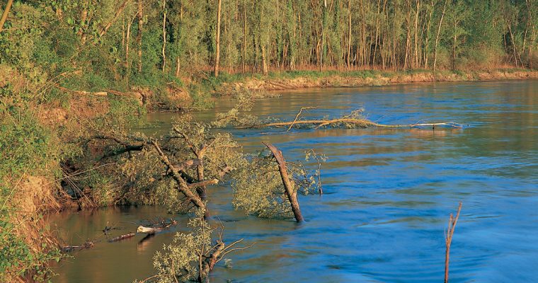 Natural river dynamics – a key to the biodiversity